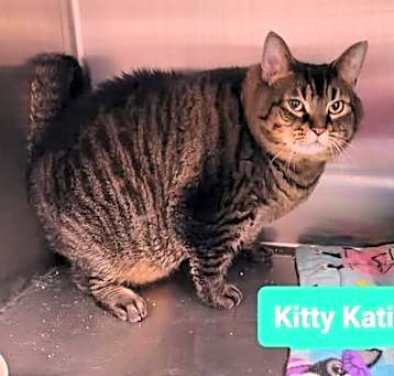 Photo of Kitty Katie