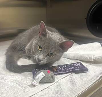 Photo of Meredith