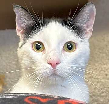 Photo of Bandit
