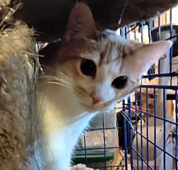 Photo of Peaches24