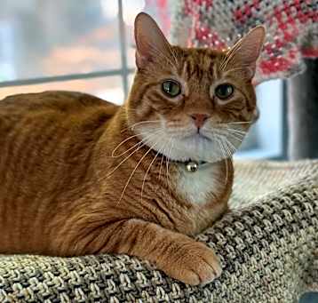 Photo of Tiki