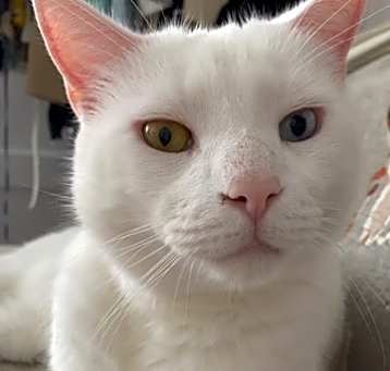 Photo of Mr. Big