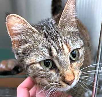 Photo of Chickpea