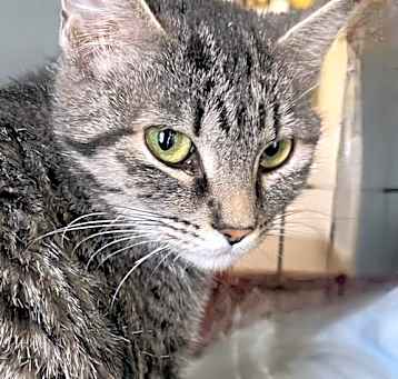 Photo of Rigel