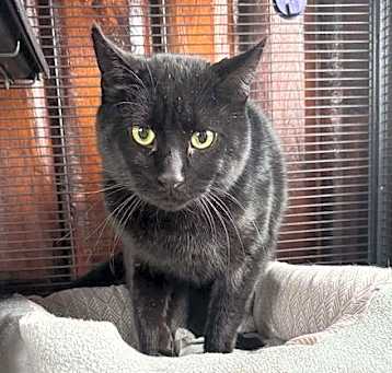 Photo of Binx
