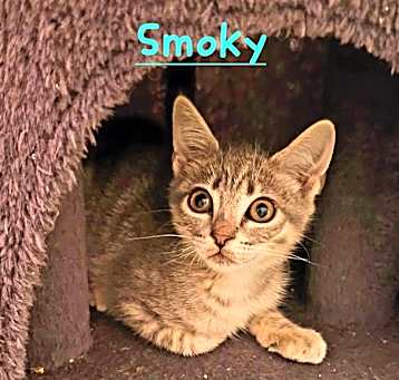 Photo of SMOKEY