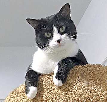 Photo of Stella