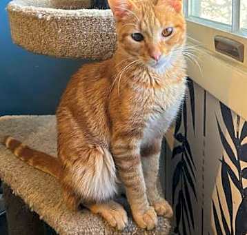 Photo of Ginger Spice