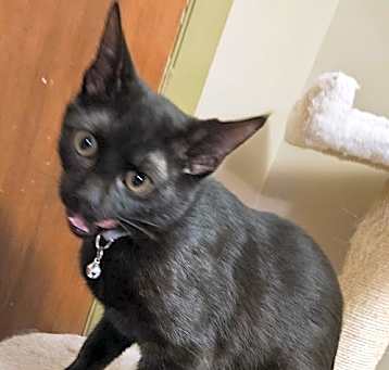 Photo of Tango