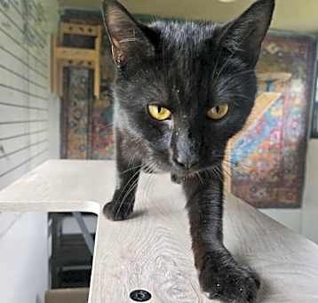Photo of Albert
