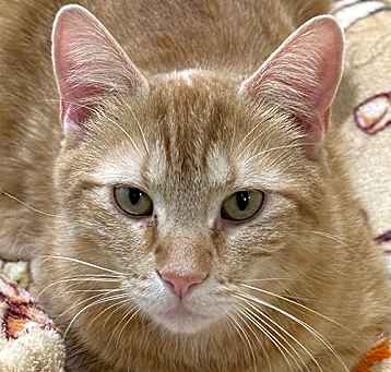 Photo of Simba