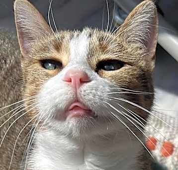 Photo of Peanut