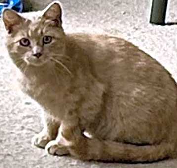 Photo of Buttercup Feral