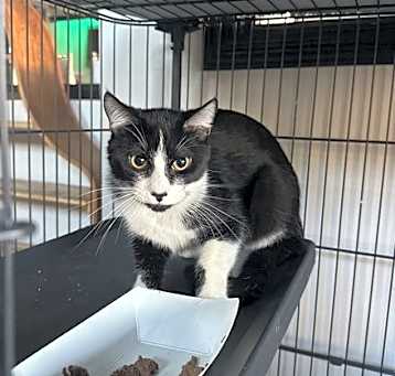 Photo of Licorice