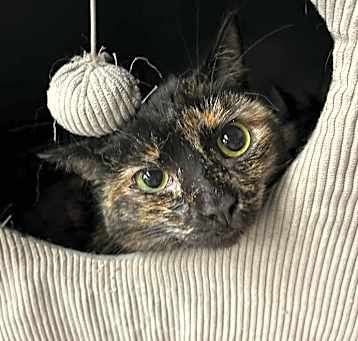 Photo of Kitten
