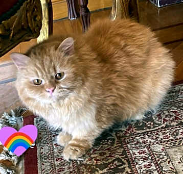 Photo of Meshmesh