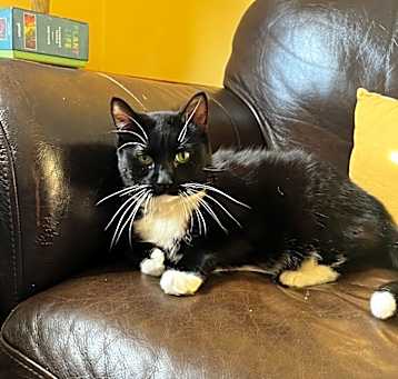 Photo of Frankie