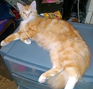 Photo of Sunny