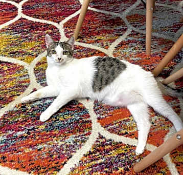 Photo of Patches