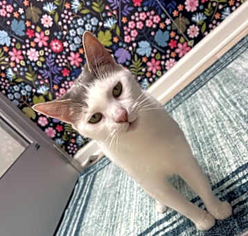 Photo of Cookie