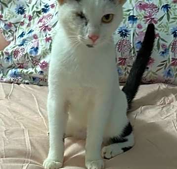 Photo of Maliya - at Leesburg Petco