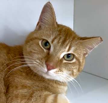Photo of Tigger