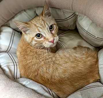 Photo of Simba