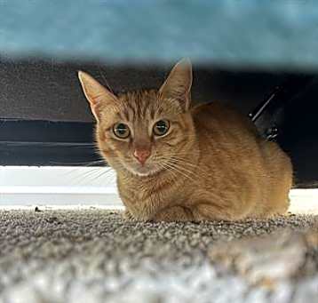 Photo of GERALDINE