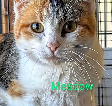 Photo of Meadow