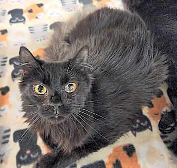 Photo of Willow