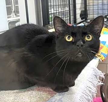 Photo of TINSEL
