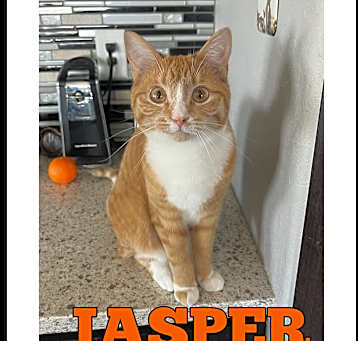 Photo of Jasper-COURTESY LISTING