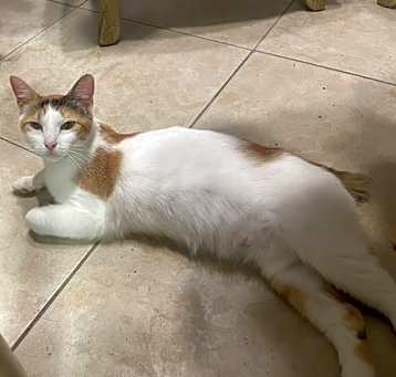 Photo of Salsa (9108)
