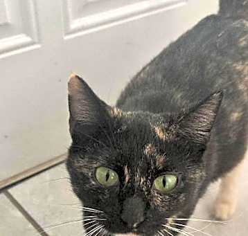 Photo of Lacey