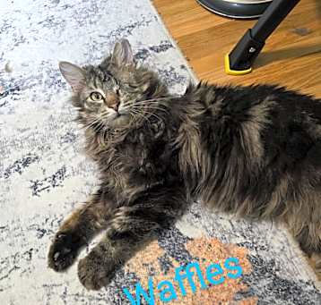 Photo of Waffles