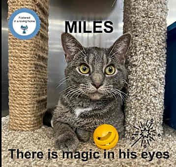 Photo of Miles