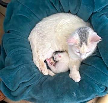 Photo of Sweetie