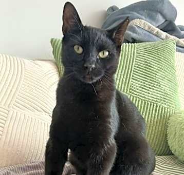 Photo of Mika