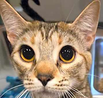 Photo of Am - AVAILABLE - BONDED TO SI