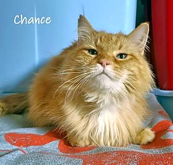 Photo of Chance