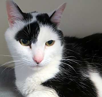 Photo of Oreo