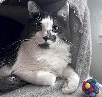 Photo of Patches