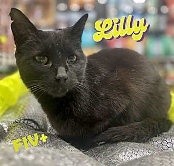 Photo of Lilly #mini-panther