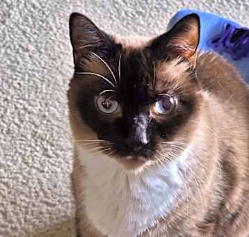 Photo of ROCKY - Offered by Owner - Special Needs Siamese
