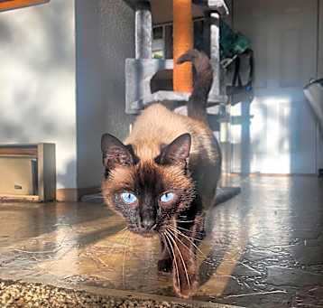 Photo of Kiwi