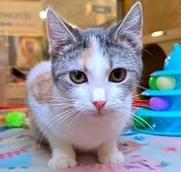 Photo of *Olive