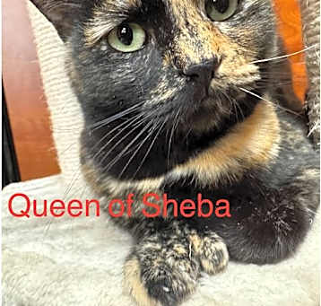 Photo of Queen of Sheba