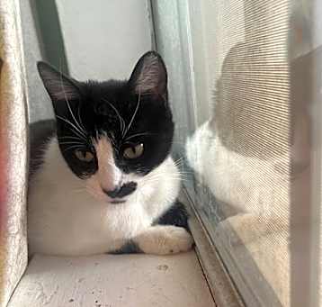 Photo of Derry Meow