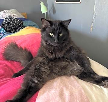Photo of Onyx