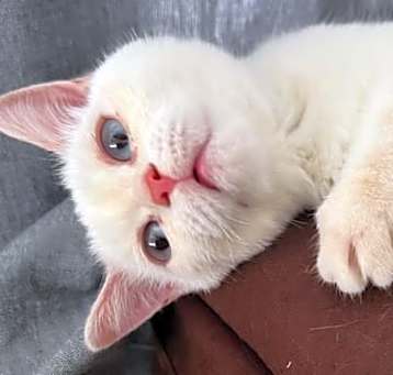 Photo of Roux